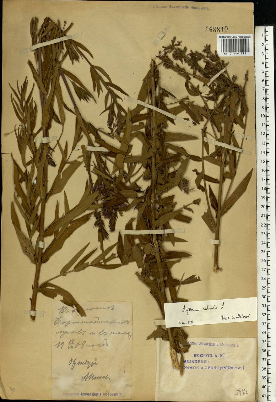 Lythrum virgatum L., Eastern Europe, Eastern region (E10) (Russia)