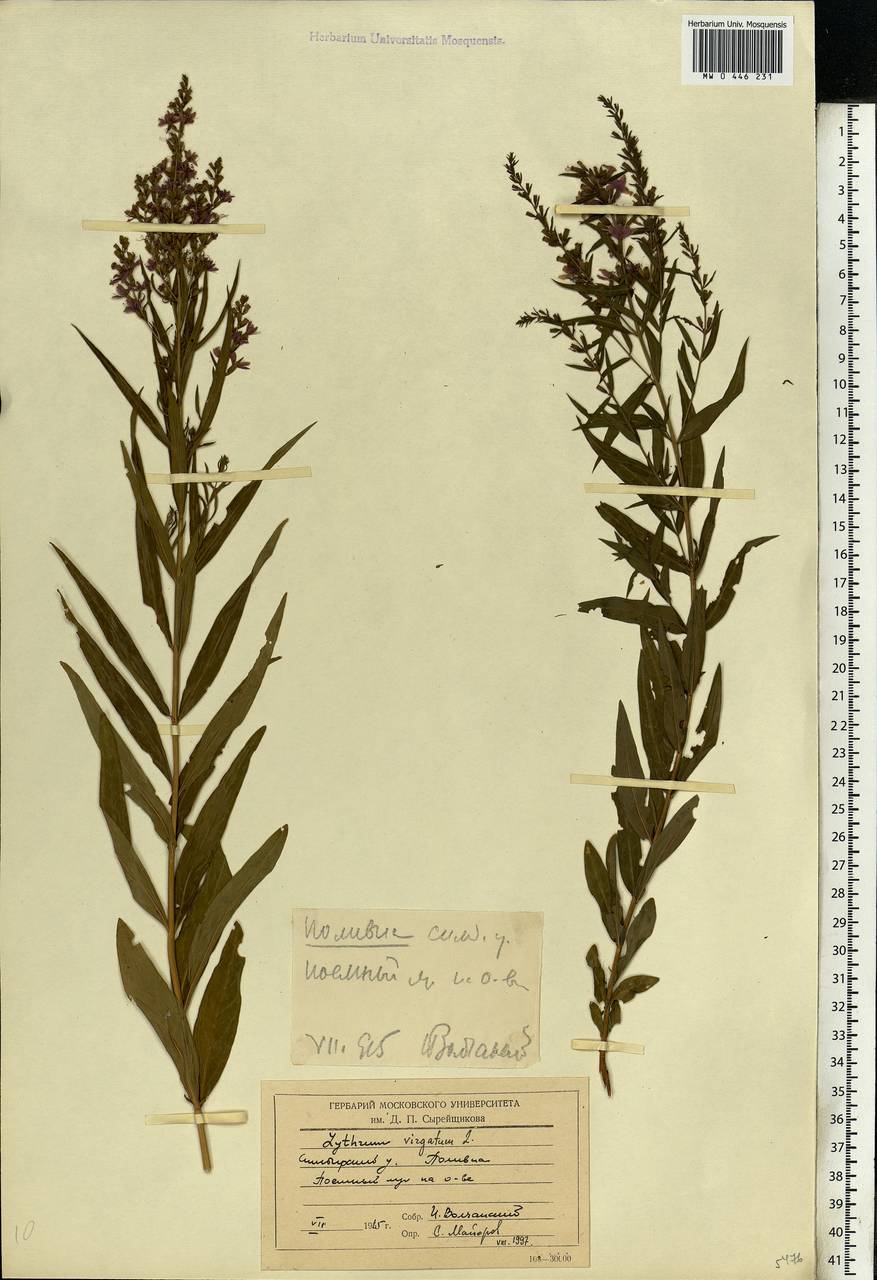 Lythrum virgatum L., Eastern Europe, Middle Volga region (E8) (Russia)