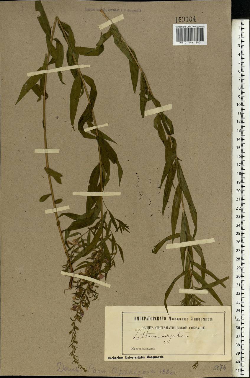 Lythrum virgatum L., Eastern Europe, Eastern region (E10) (Russia)