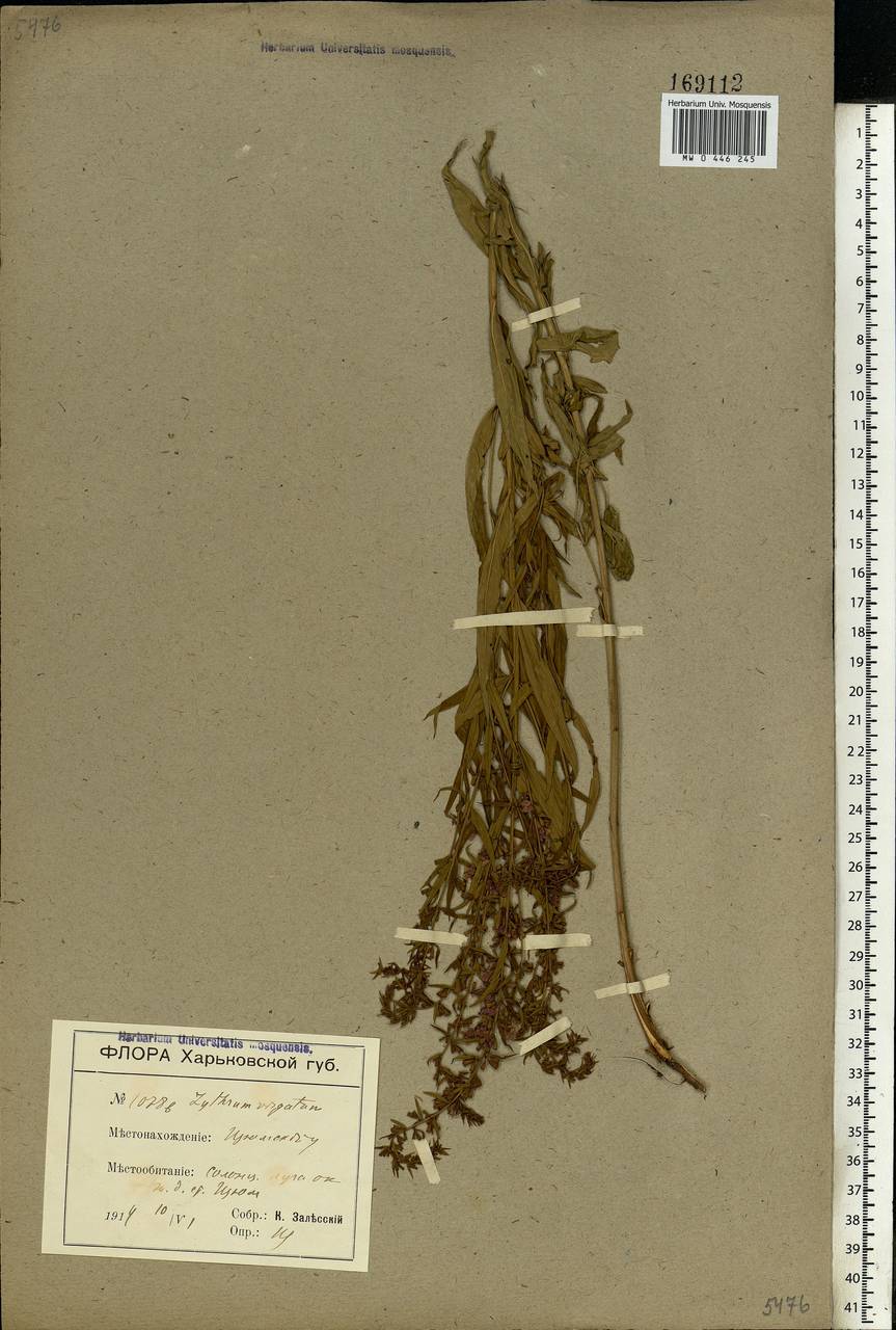 Lythrum virgatum L., Eastern Europe, North Ukrainian region (E11) (Ukraine)