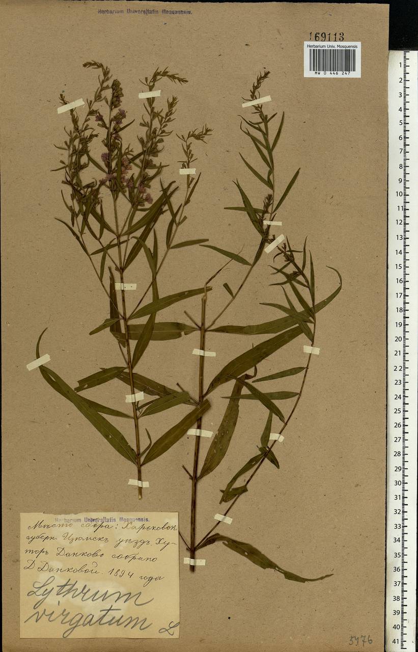 Lythrum virgatum L., Eastern Europe, North Ukrainian region (E11) (Ukraine)