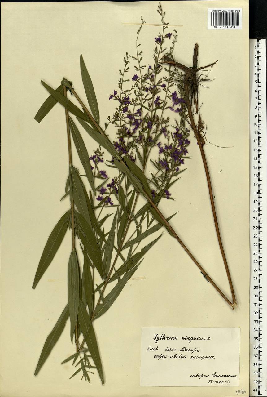 Lythrum virgatum L., Eastern Europe, North Ukrainian region (E11) (Ukraine)