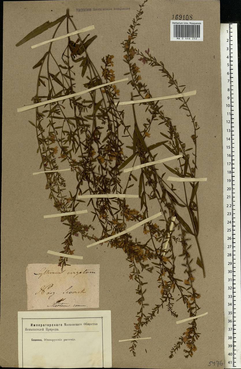 Lythrum virgatum L., Eastern Europe, North Ukrainian region (E11) (Ukraine)