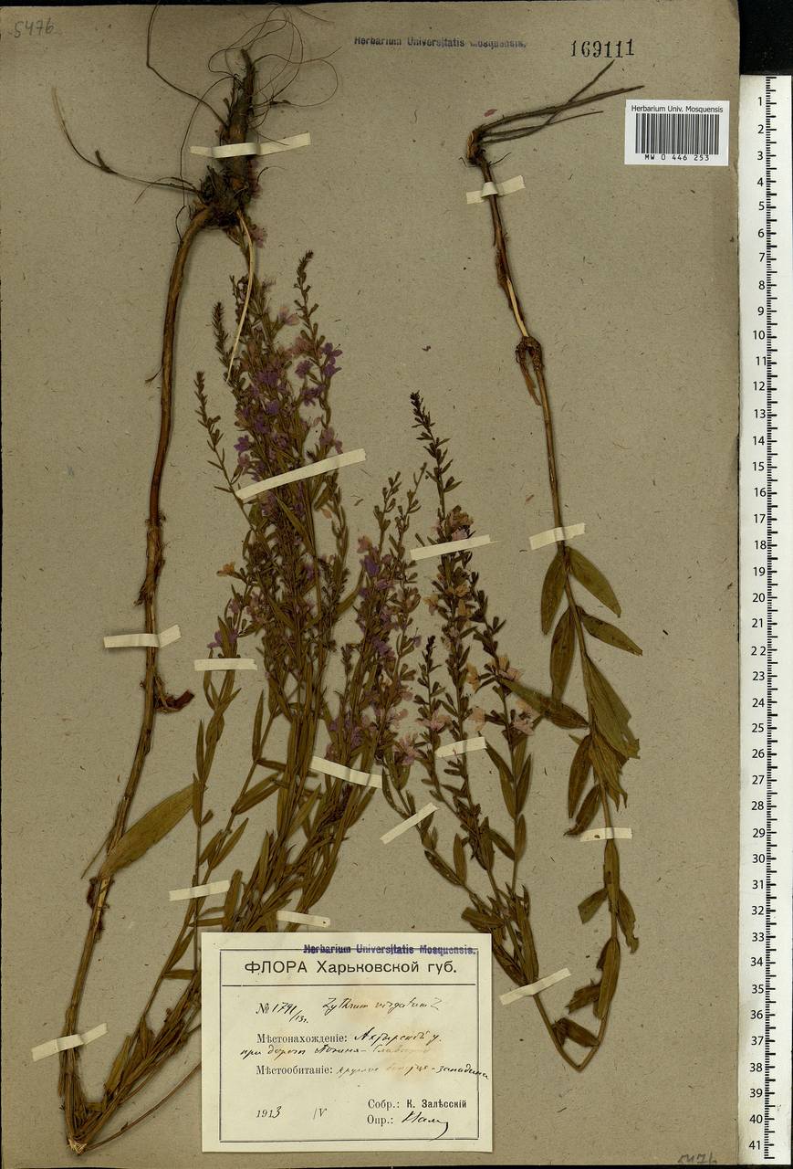 Lythrum virgatum L., Eastern Europe, North Ukrainian region (E11) (Ukraine)