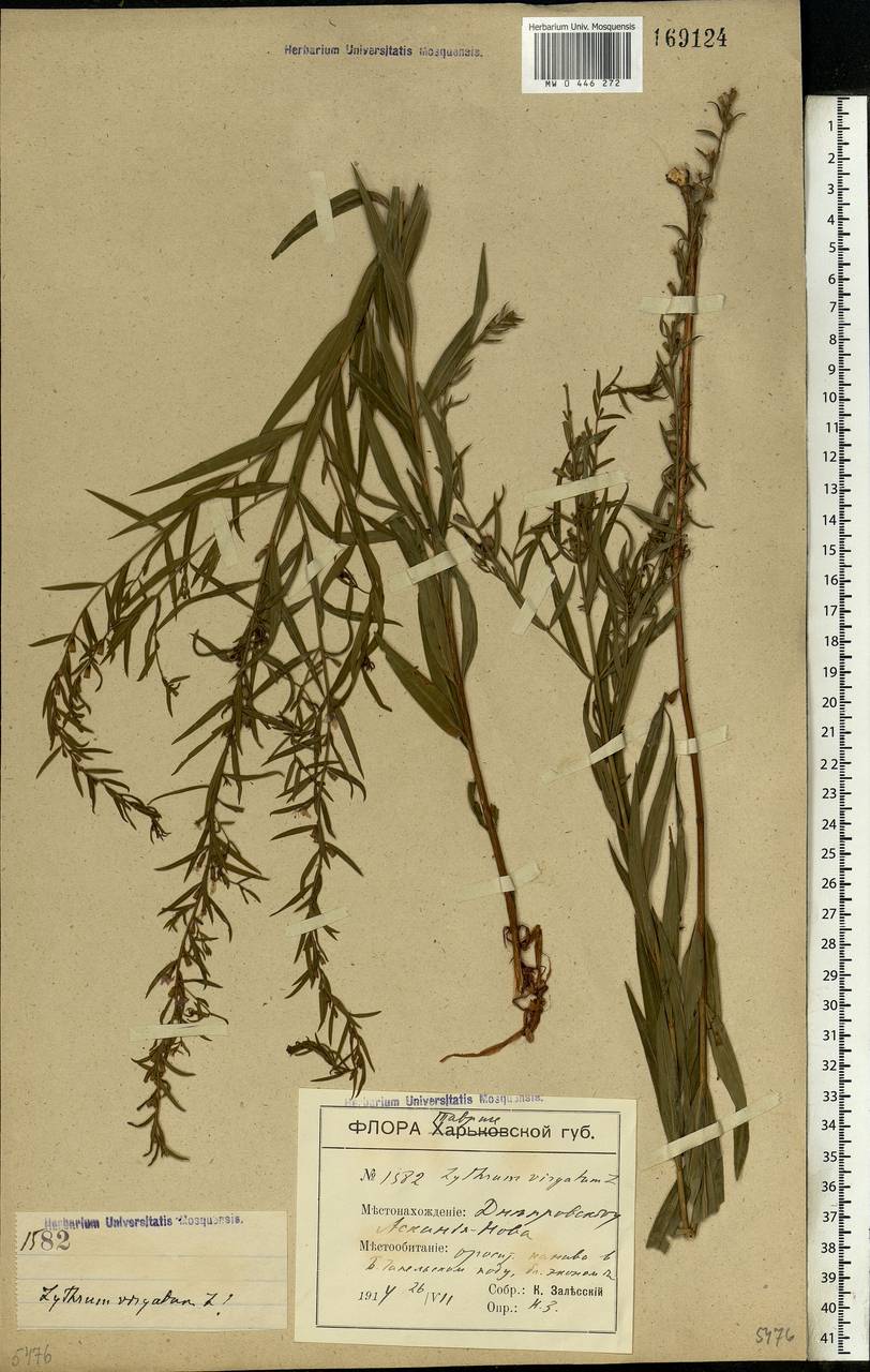 Lythrum virgatum L., Eastern Europe, South Ukrainian region (E12) (Ukraine)