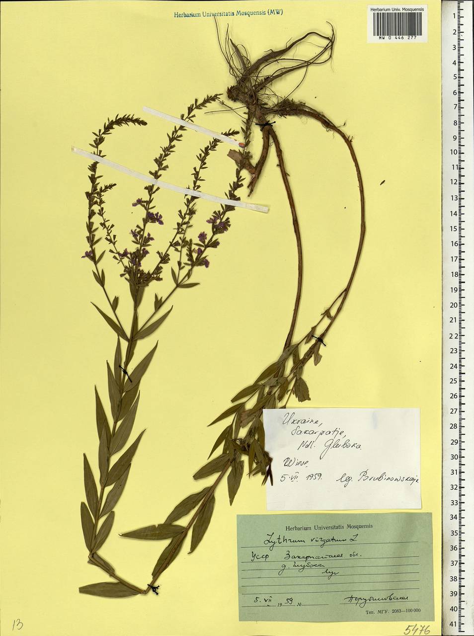 Lythrum virgatum L., Eastern Europe, West Ukrainian region (E13) (Ukraine)