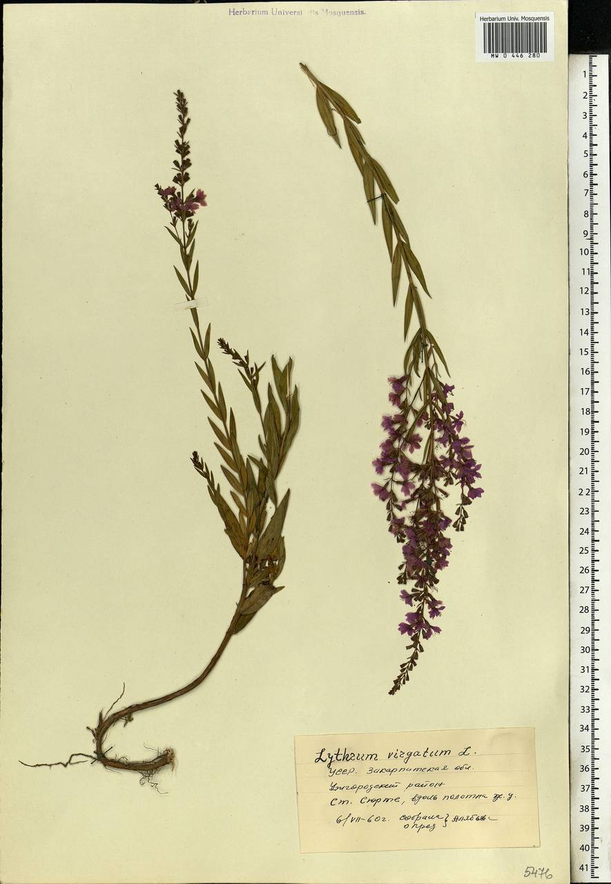 Lythrum virgatum L., Eastern Europe, West Ukrainian region (E13) (Ukraine)