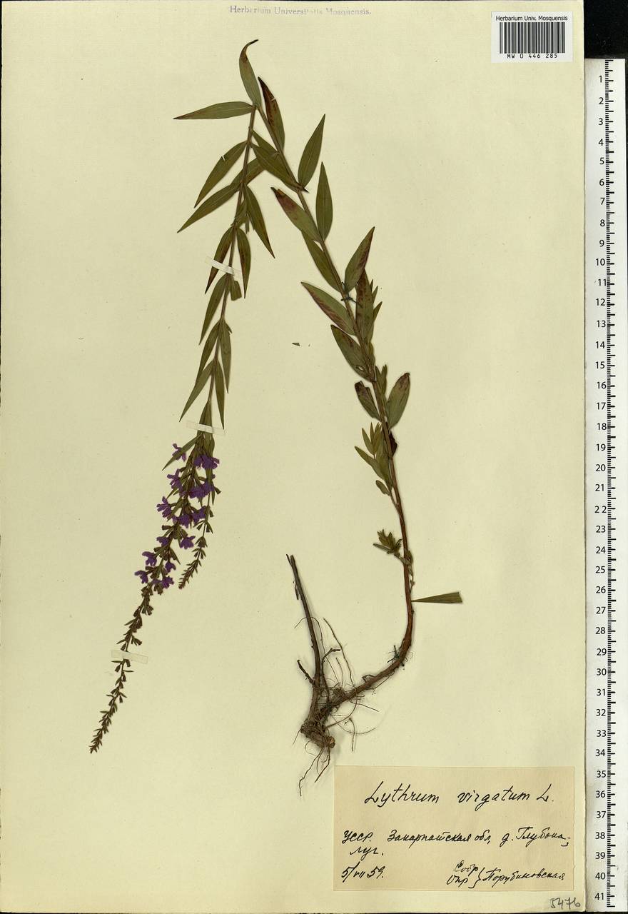 Lythrum virgatum L., Eastern Europe, West Ukrainian region (E13) (Ukraine)