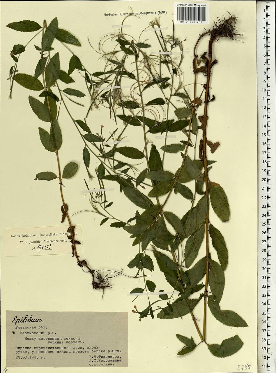 Epilobium, Eastern Europe, Central region (E4) (Russia)