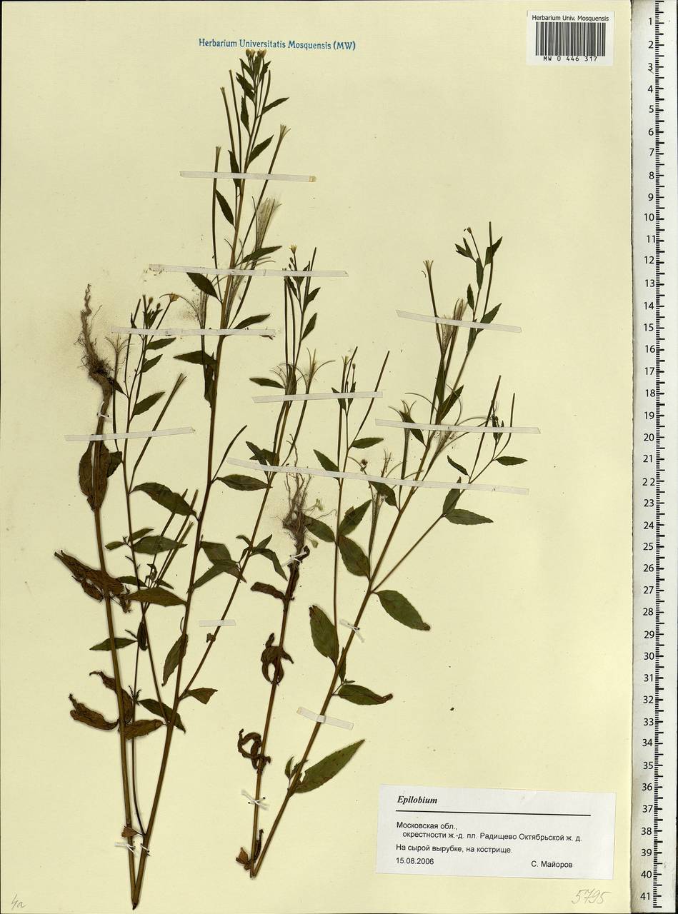 Epilobium, Eastern Europe, Moscow region (E4a) (Russia)