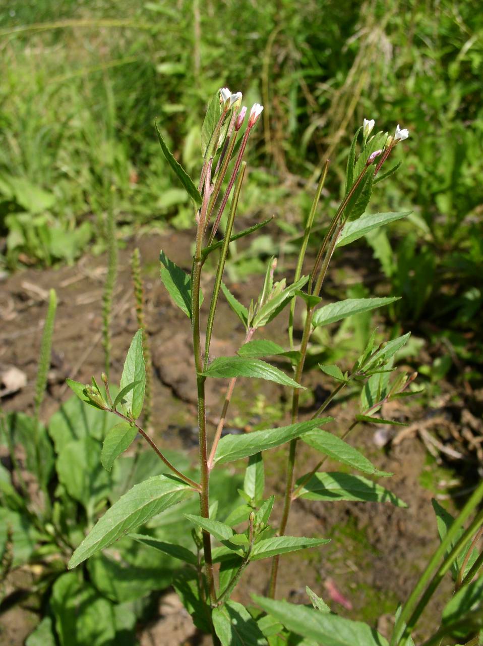 Epilobium, Eastern Europe, Moscow region (E4a) (Russia)