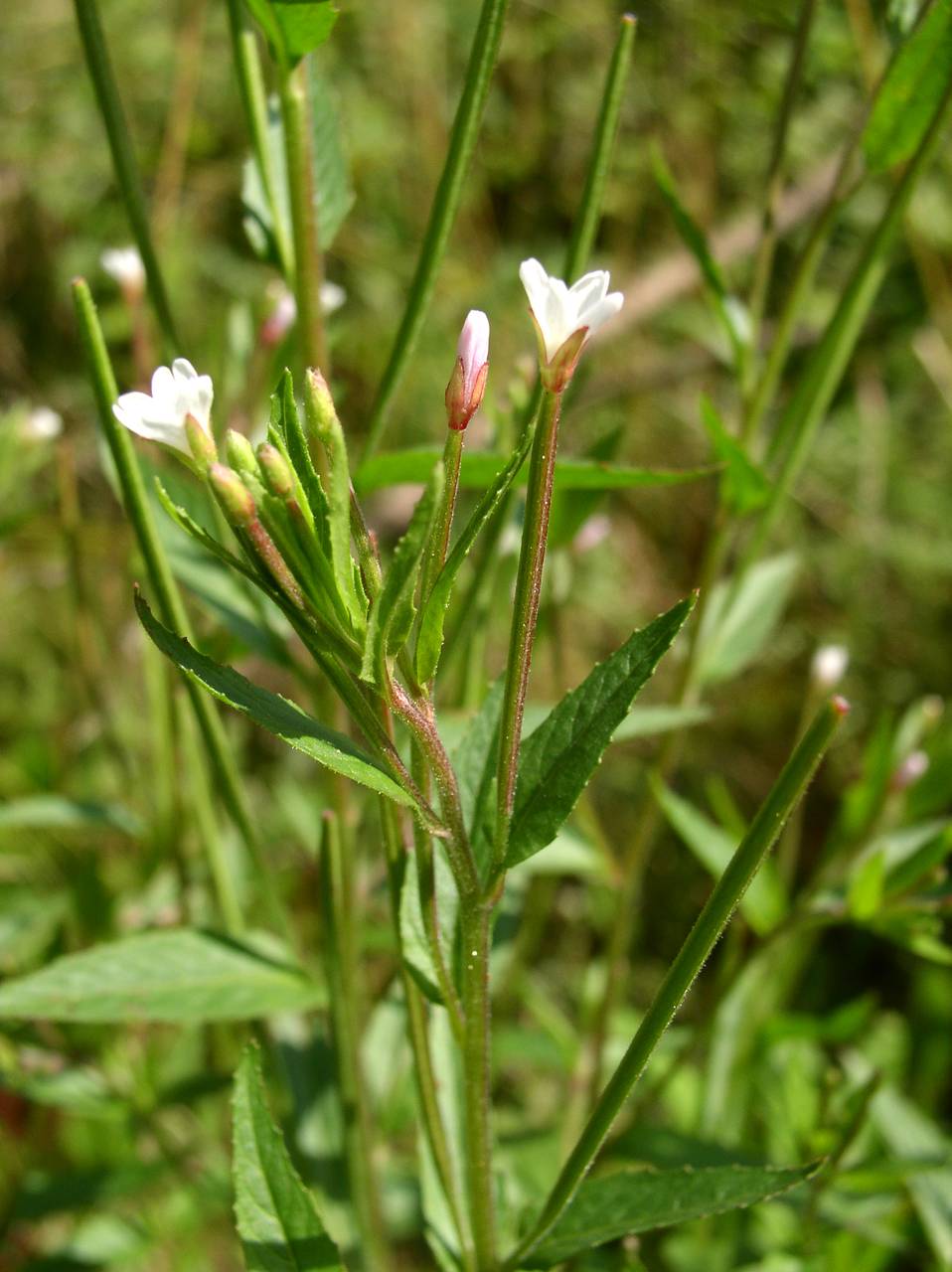 Epilobium, Eastern Europe, Moscow region (E4a) (Russia)