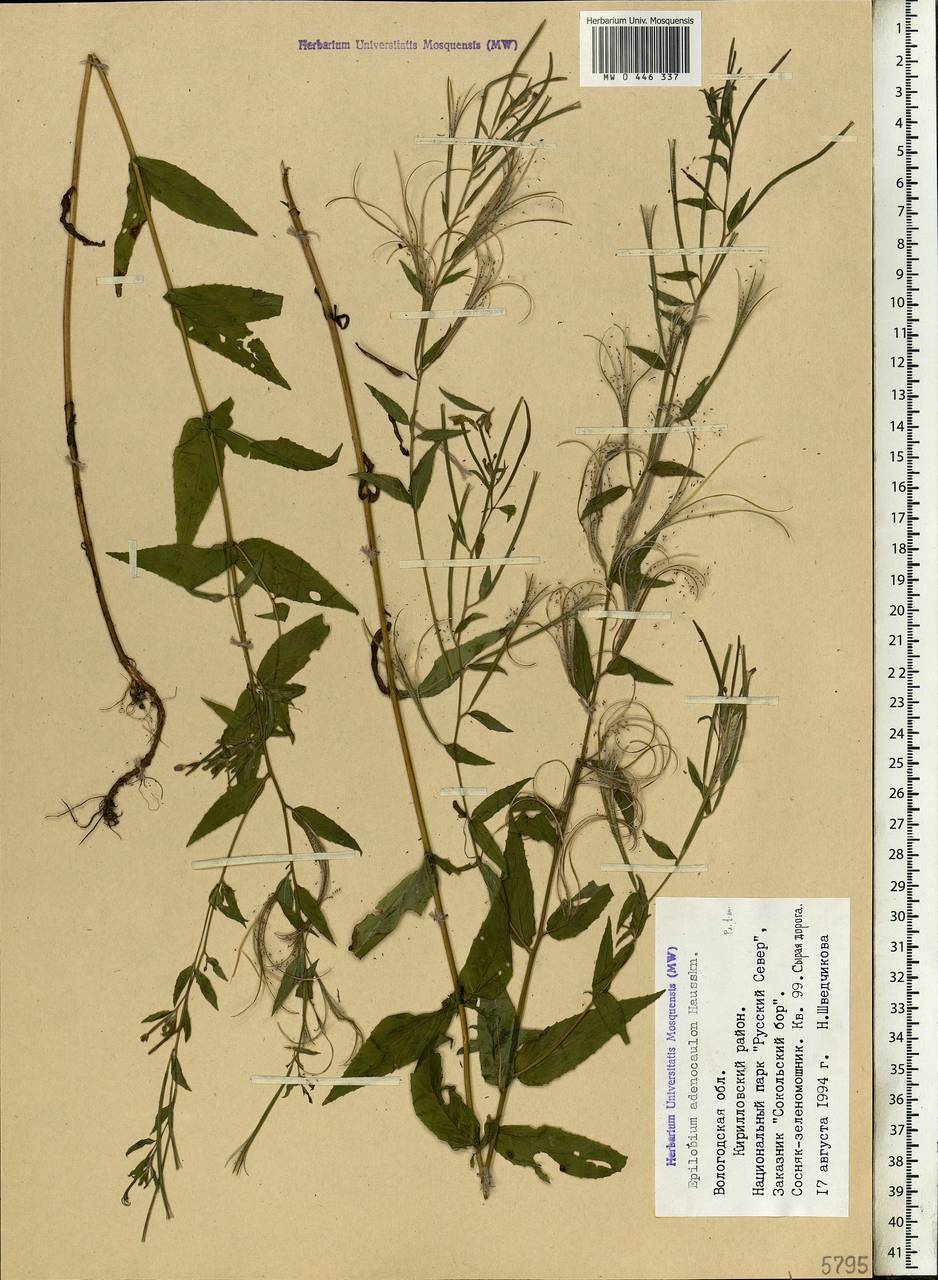 Epilobium ciliatum subsp. ciliatum, Eastern Europe, Northern region (E1) (Russia)