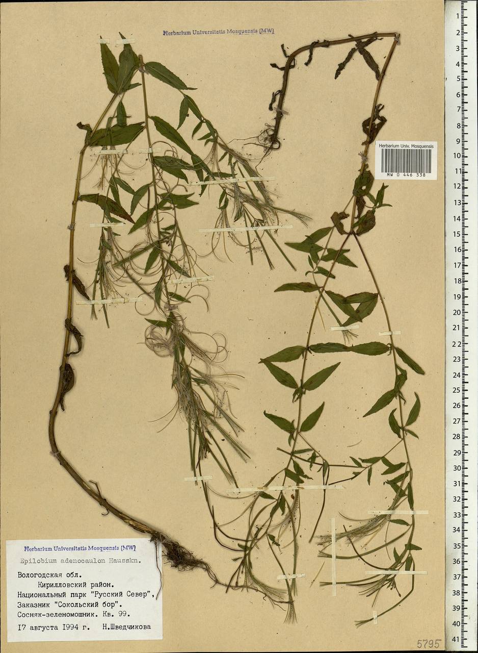 Epilobium ciliatum subsp. ciliatum, Eastern Europe, Northern region (E1) (Russia)