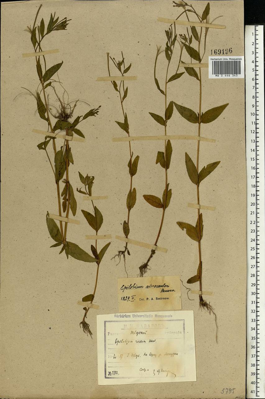 Epilobium ciliatum subsp. ciliatum, Eastern Europe, North-Western region (E2) (Russia)