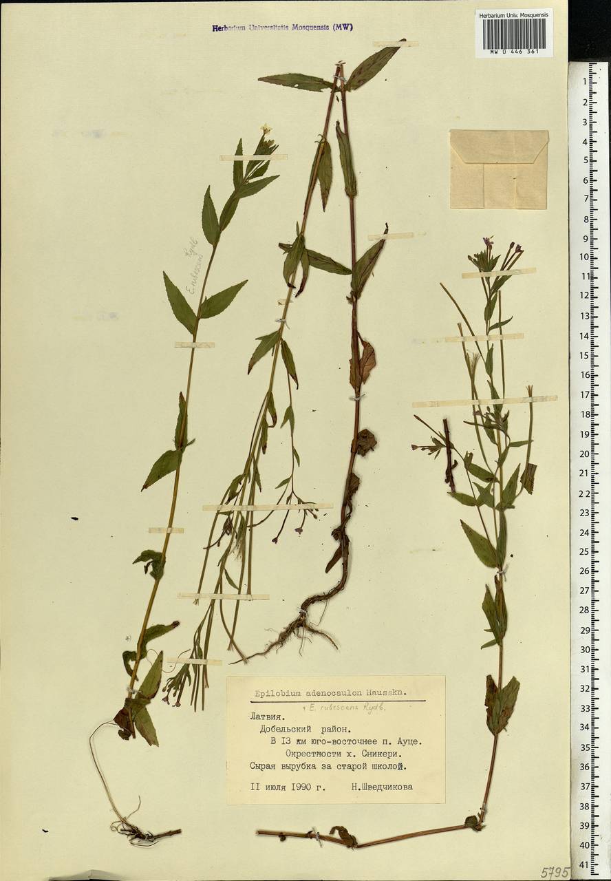 Epilobium ciliatum subsp. ciliatum, Eastern Europe, Latvia (E2b) (Latvia)