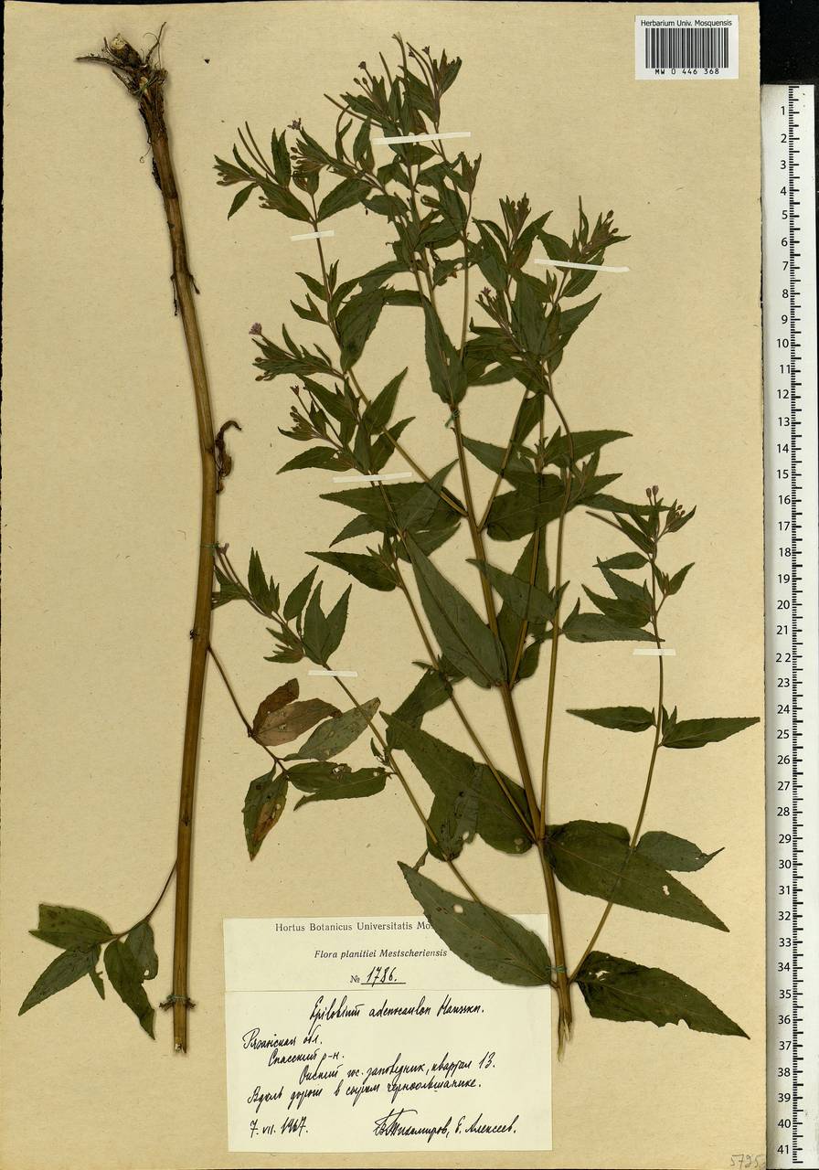 Epilobium ciliatum subsp. ciliatum, Eastern Europe, Central region (E4) (Russia)