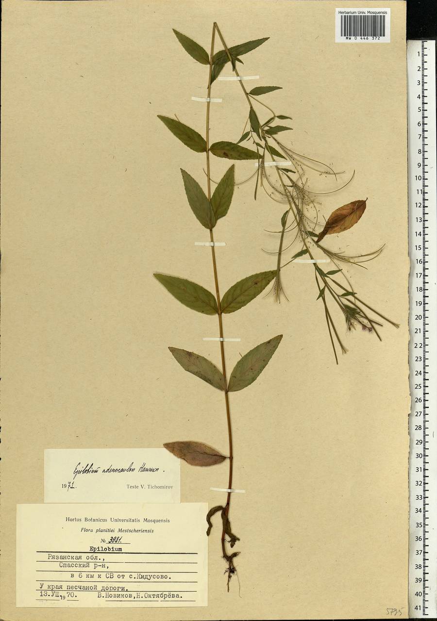 Epilobium ciliatum subsp. ciliatum, Eastern Europe, Central region (E4) (Russia)