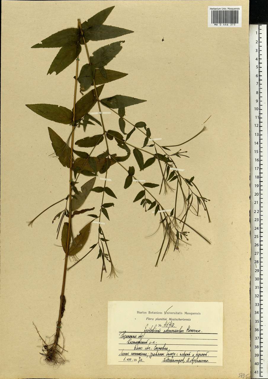 Epilobium ciliatum subsp. ciliatum, Eastern Europe, Central region (E4) (Russia)