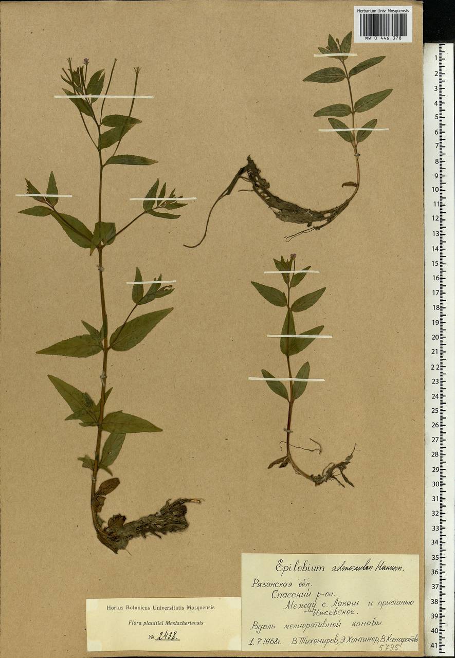 Epilobium ciliatum subsp. ciliatum, Eastern Europe, Central region (E4) (Russia)