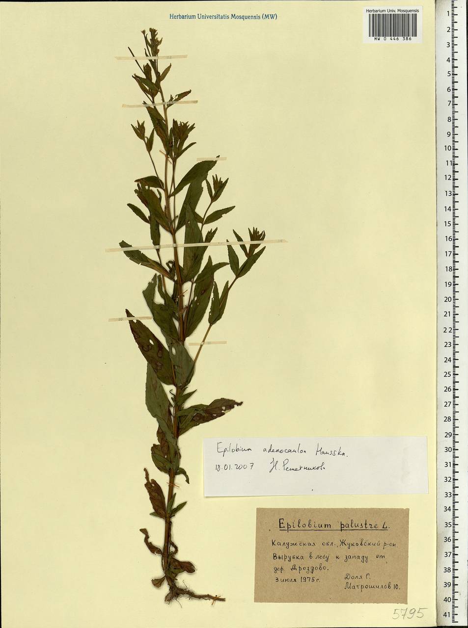 Epilobium ciliatum subsp. ciliatum, Eastern Europe, Central region (E4) (Russia)