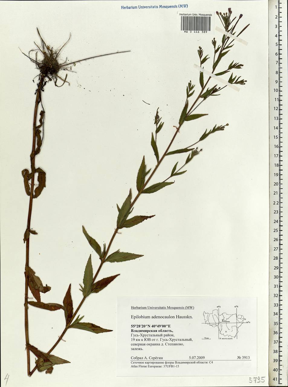 Epilobium ciliatum subsp. ciliatum, Eastern Europe, Central region (E4) (Russia)