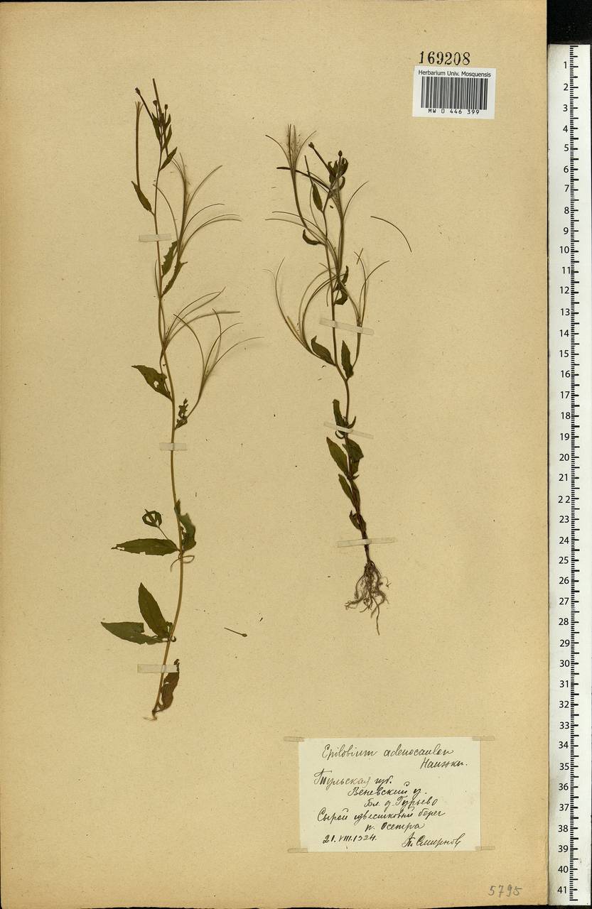 Epilobium ciliatum subsp. ciliatum, Eastern Europe, Central region (E4) (Russia)