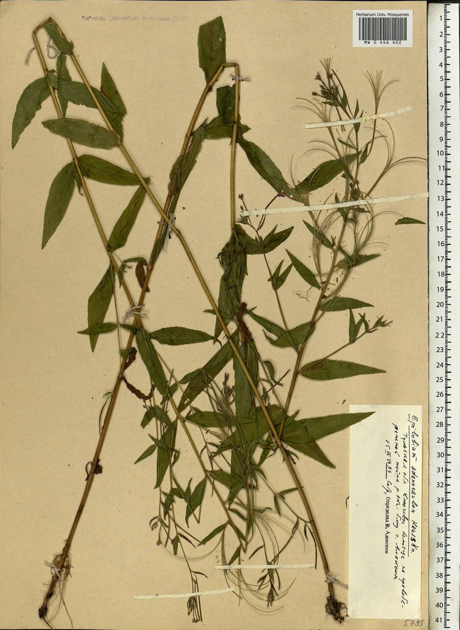 Epilobium ciliatum subsp. ciliatum, Eastern Europe, Central region (E4) (Russia)