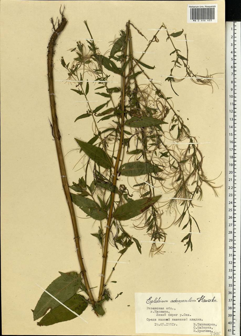 Epilobium ciliatum subsp. ciliatum, Eastern Europe, Central region (E4) (Russia)