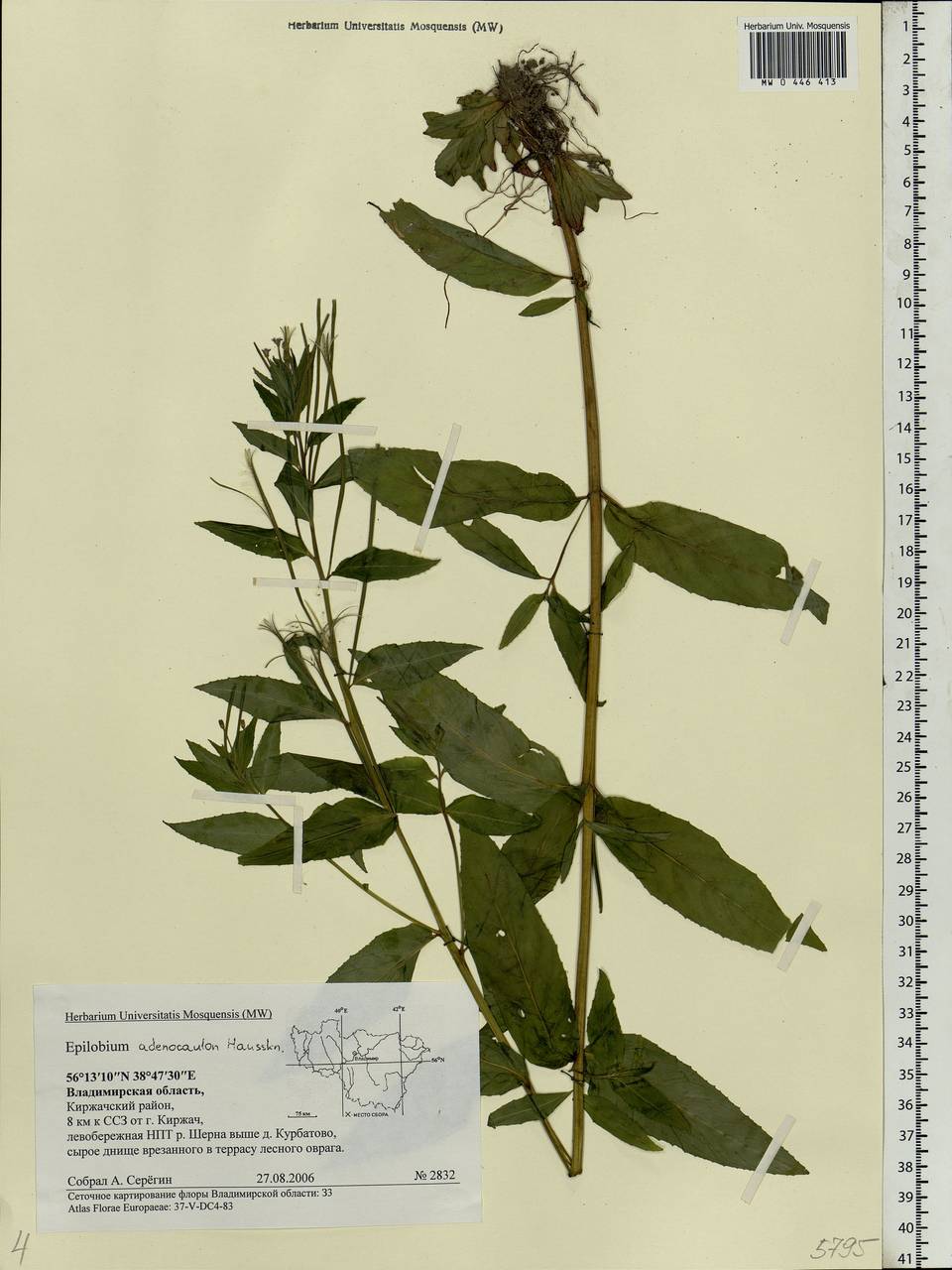 Epilobium ciliatum subsp. ciliatum, Eastern Europe, Central region (E4) (Russia)