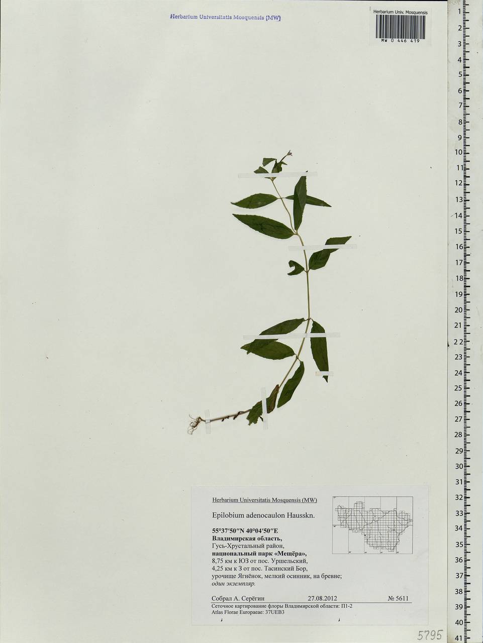 Epilobium ciliatum subsp. ciliatum, Eastern Europe, Central region (E4) (Russia)