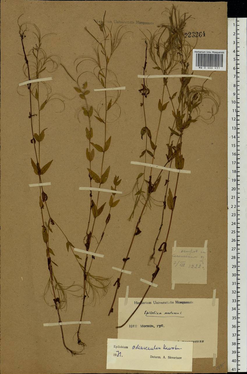 Epilobium ciliatum subsp. ciliatum, Eastern Europe, Moscow region (E4a) (Russia)