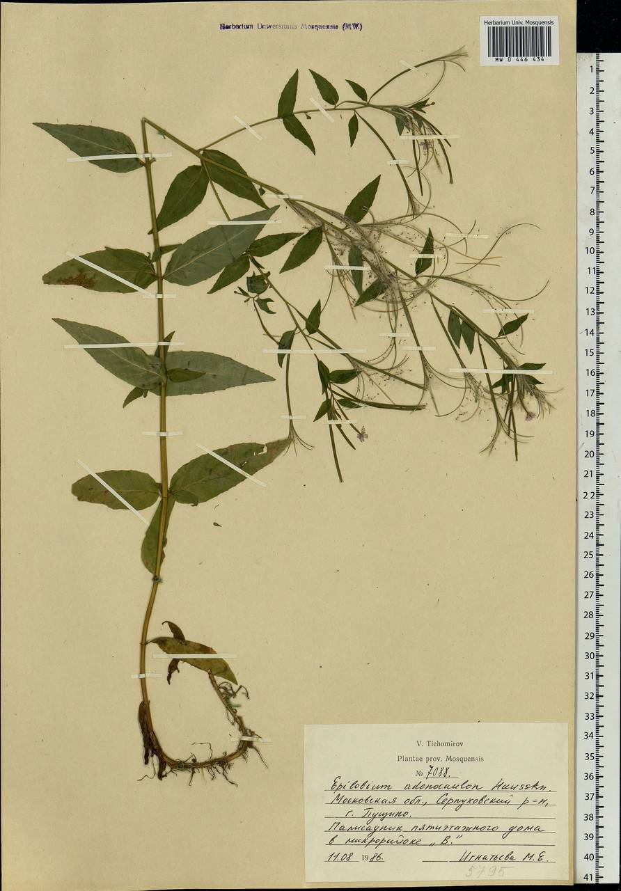 Epilobium ciliatum subsp. ciliatum, Eastern Europe, Moscow region (E4a) (Russia)