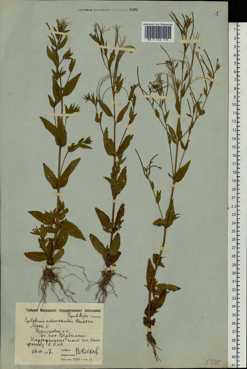 Epilobium ciliatum subsp. ciliatum, Eastern Europe, Moscow region (E4a) (Russia)