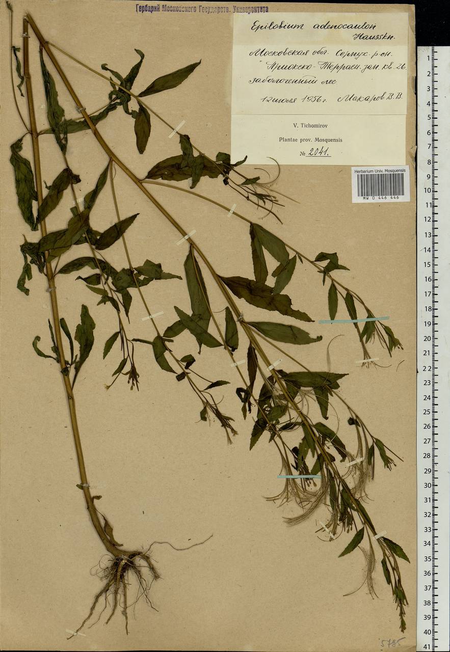 Epilobium ciliatum subsp. ciliatum, Eastern Europe, Moscow region (E4a) (Russia)