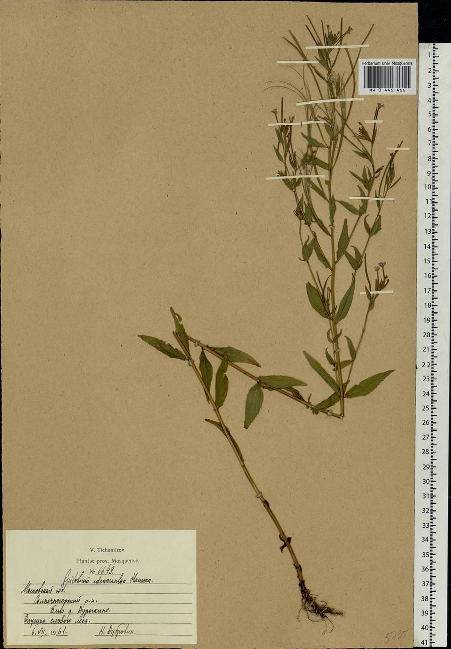 Epilobium ciliatum subsp. ciliatum, Eastern Europe, Moscow region (E4a) (Russia)