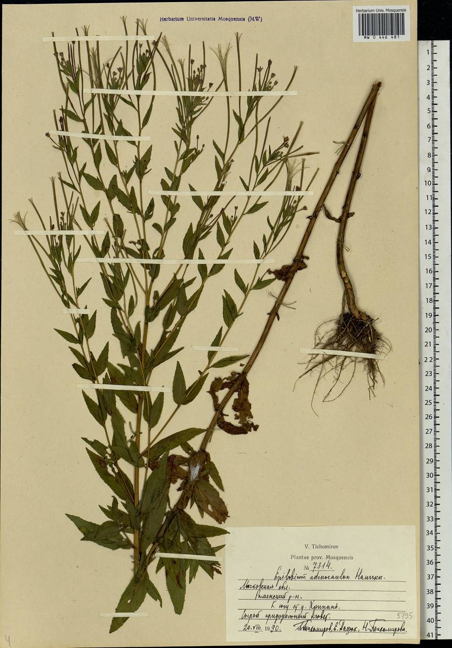 Epilobium ciliatum subsp. ciliatum, Eastern Europe, Moscow region (E4a) (Russia)