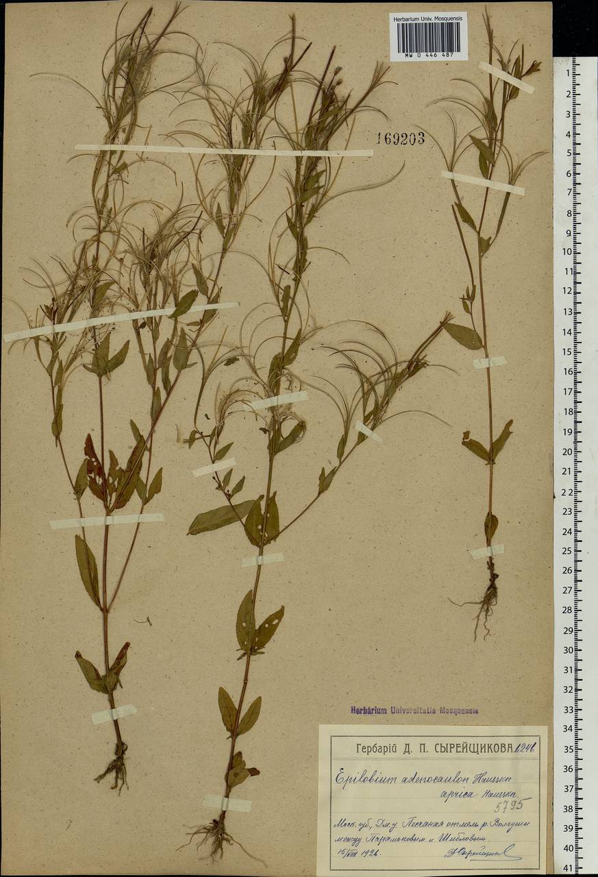 Epilobium ciliatum subsp. ciliatum, Eastern Europe, Moscow region (E4a) (Russia)