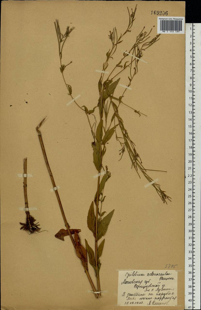 Epilobium ciliatum subsp. ciliatum, Eastern Europe, Moscow region (E4a) (Russia)