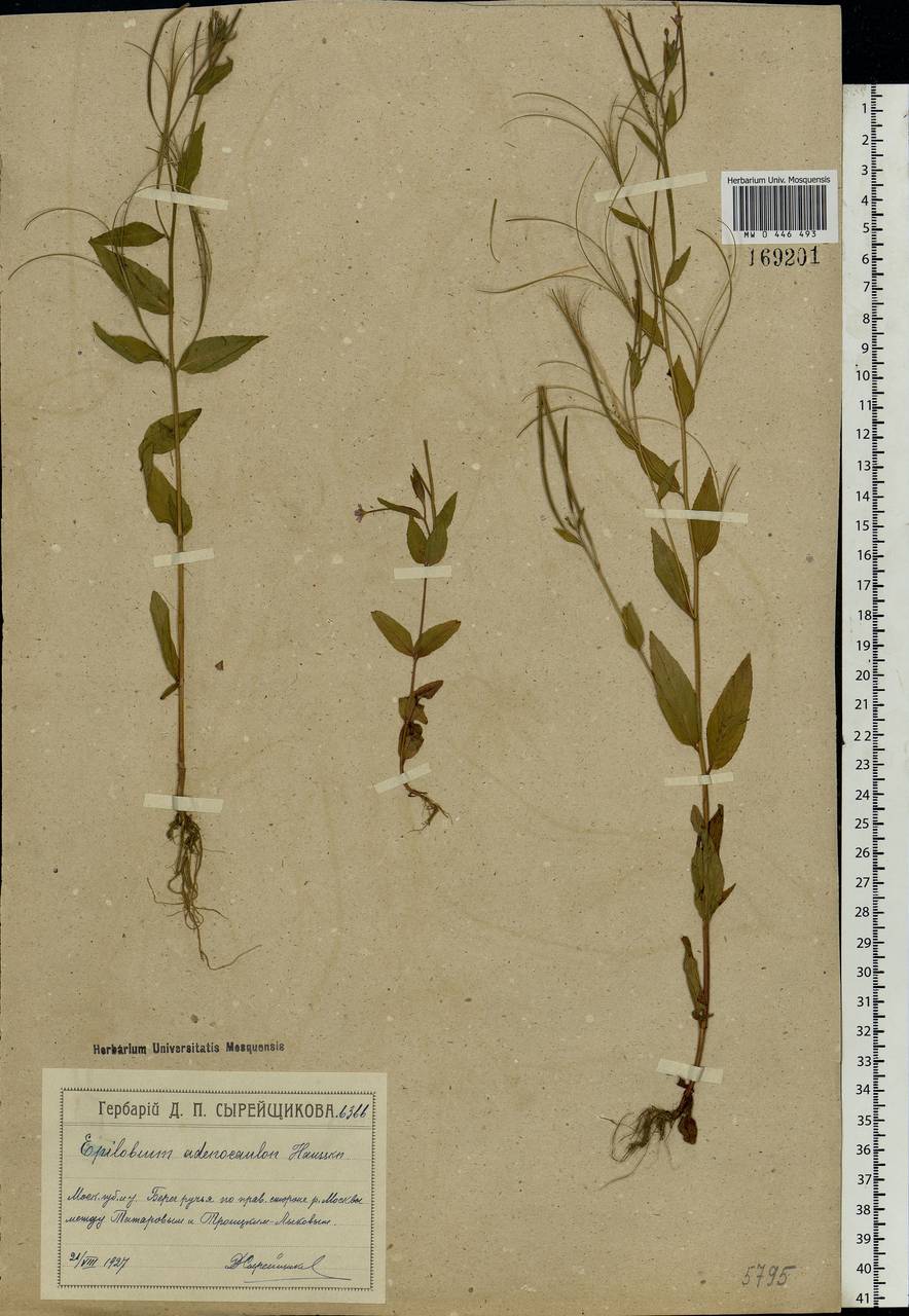 Epilobium ciliatum subsp. ciliatum, Eastern Europe, Moscow region (E4a) (Russia)