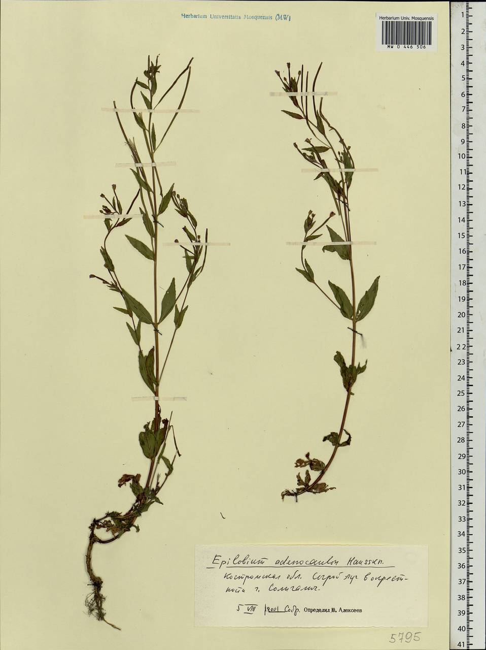 Epilobium ciliatum subsp. ciliatum, Eastern Europe, Central forest region (E5) (Russia)