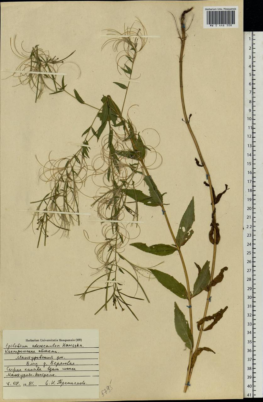 Epilobium ciliatum subsp. ciliatum, Eastern Europe, Central forest region (E5) (Russia)