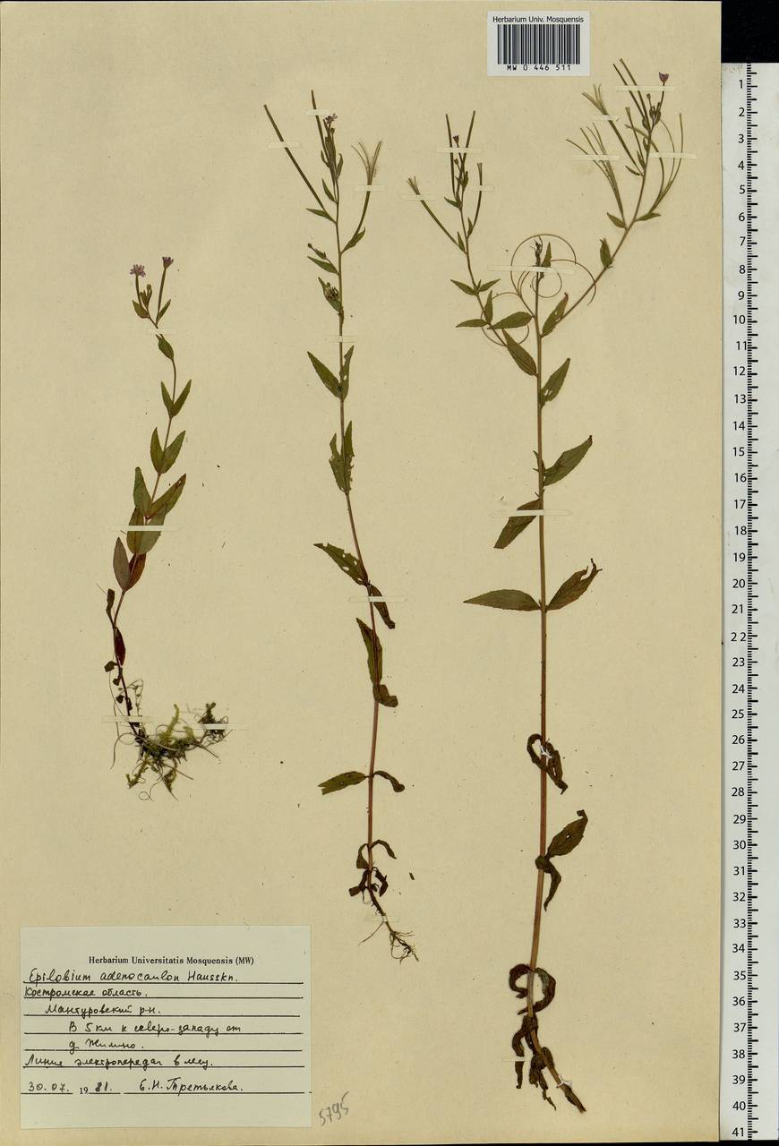 Epilobium ciliatum subsp. ciliatum, Eastern Europe, Central forest region (E5) (Russia)