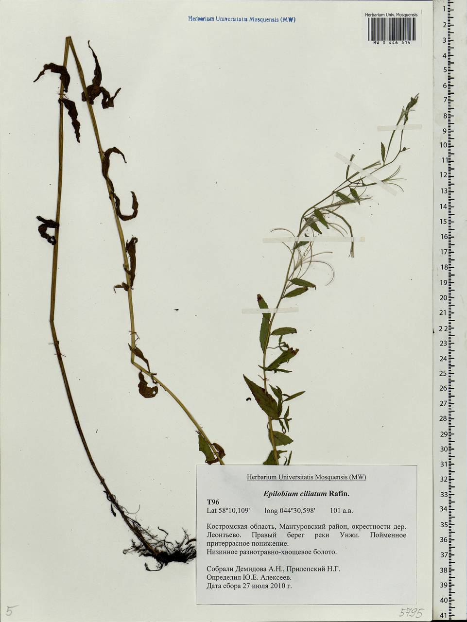 Epilobium ciliatum subsp. ciliatum, Eastern Europe, Central forest region (E5) (Russia)