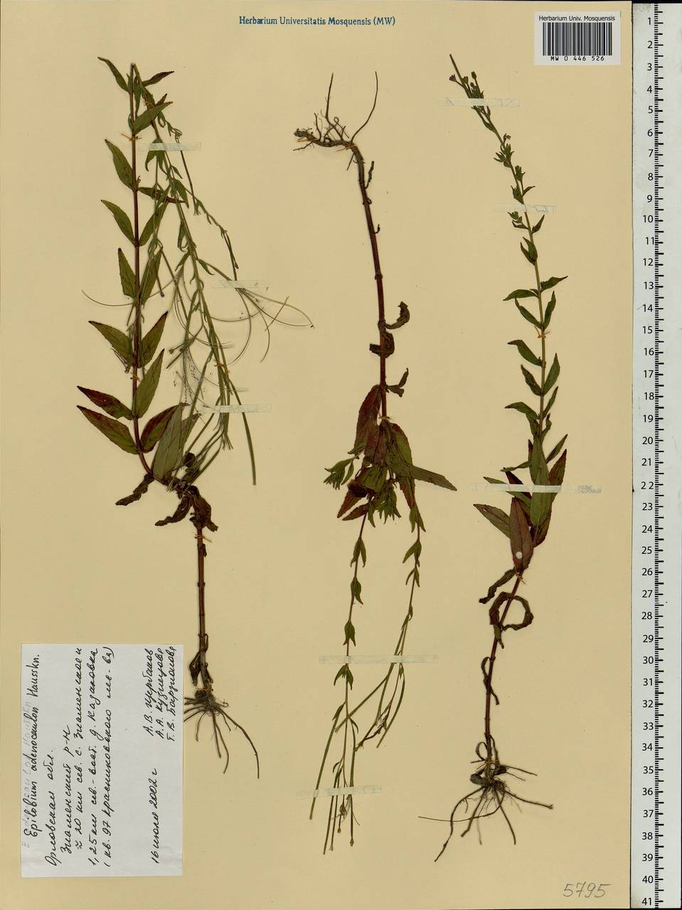 Epilobium ciliatum subsp. ciliatum, Eastern Europe, Central forest-and-steppe region (E6) (Russia)