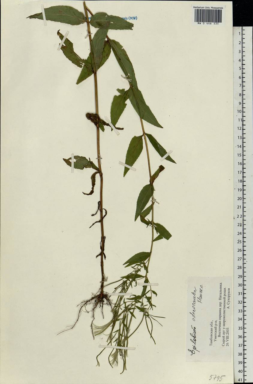 Epilobium ciliatum subsp. ciliatum, Eastern Europe, Central forest-and-steppe region (E6) (Russia)