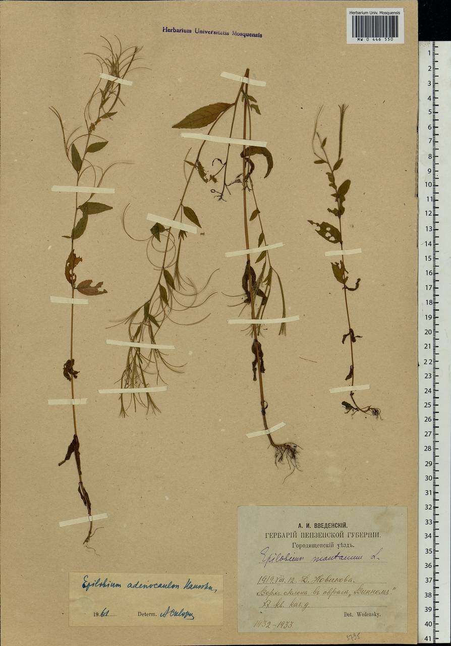 Epilobium ciliatum subsp. ciliatum, Eastern Europe, Middle Volga region (E8) (Russia)