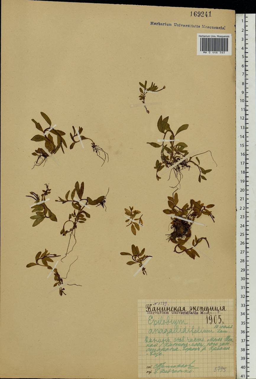 Epilobium palustre L., Eastern Europe, Northern region (E1) (Russia)