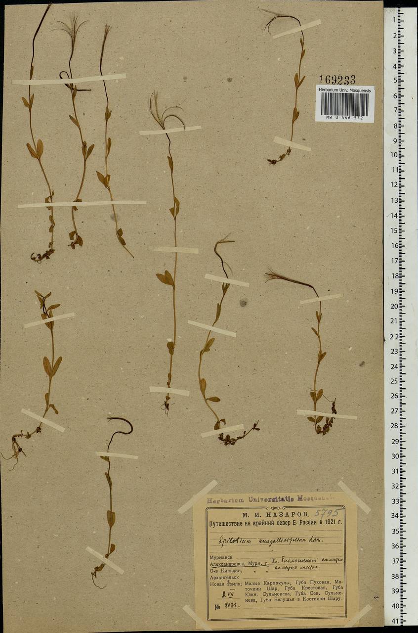 Epilobium palustre L., Eastern Europe, Northern region (E1) (Russia)