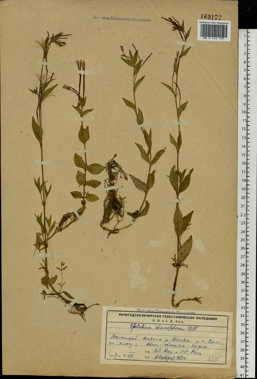 Epilobium alsinifolium Vill., Eastern Europe, Northern region (E1) (Russia)